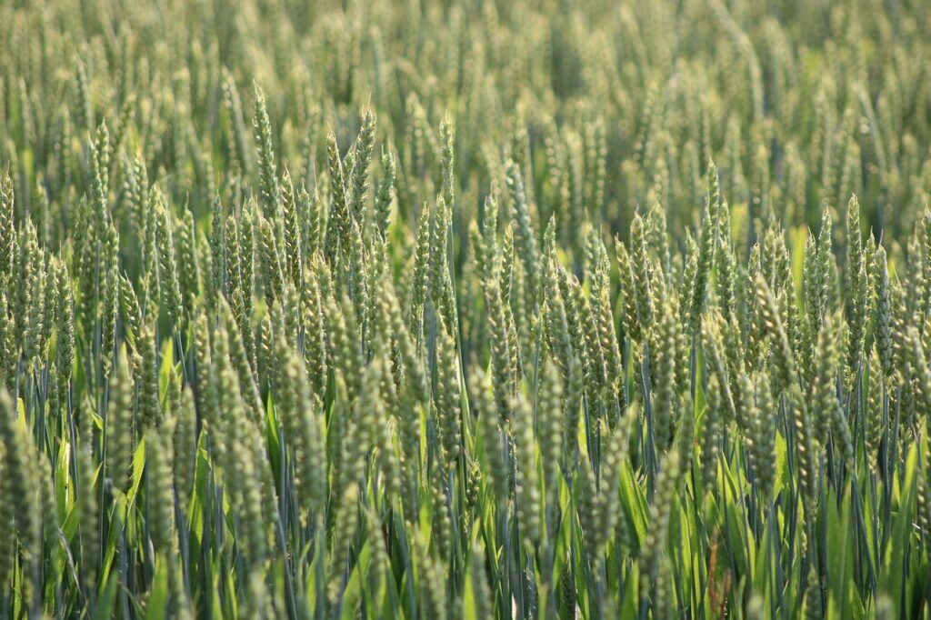 grain, grain field, field, agriculture, nature, harvest, wheat field, monoculture, rye